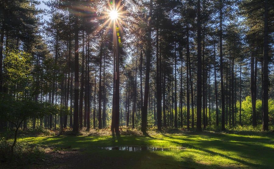 Andor will be filming in Black Park soon